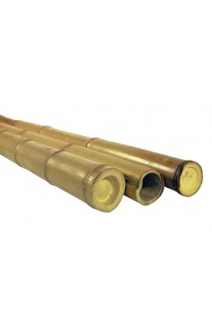 Natural yellow bamboo pole 50/55mm x 4 mtrs